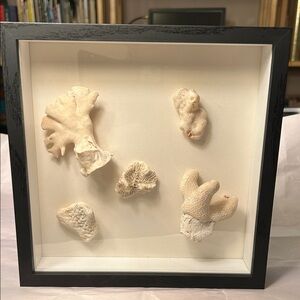 Framed Coral Display in Black Frame